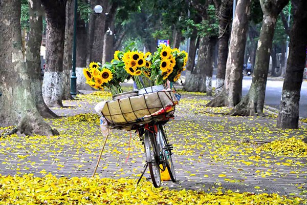 Đặt vé máy bay giá rẻ ngắm mùa thu Hà Nội