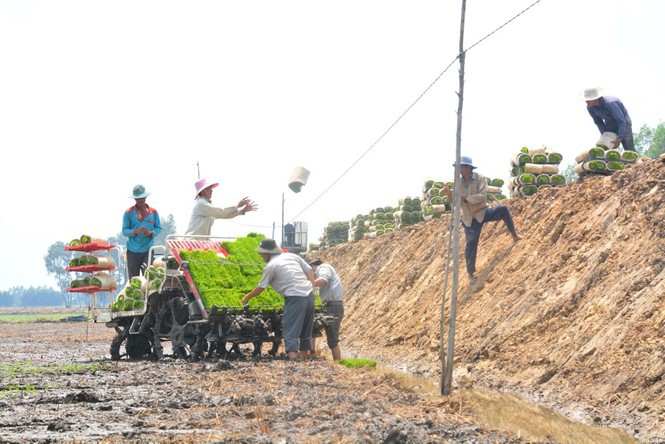 Vụ mùa cấy sôi động tại Đồng bằng sông Cửu Long - ảnh 6