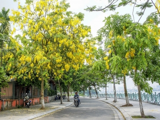 Hà Nội ngập tràn sắc vàng muồng hoàng yến gọi hè về