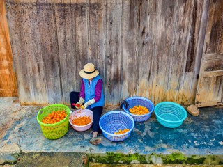 Đạt Lạt đẹp mê mẩn mùa hồng chín, du khách đi chẳng nỡ về