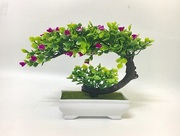 Hướng dẫn về bón phân cho Bonsai