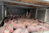 Giá lợn hơi liên tục "phi mã" chạm mốc cao khó tin: 103 nghìn đồng/kg