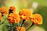 10 loại hoa đẹp nhất Việt Nam - ý nghĩa của từng loại hoa