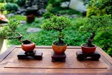 Kỹ thuật trồng cây Bonsai mini từ A đến Z