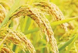Giá lúa gạo hôm nay ngày 12/12: Duy trì mức ổn định