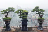 Mãn nhãn với vườn cây bonsai dáng quái giữa “lưng chừng trời” ở Hà Nội