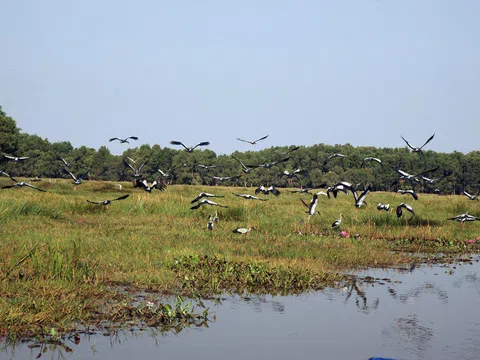 QUẢN LÝ CHIM TRỜI TRONG PHÁT TRIỂN BỀN VỮNG ĐẤT NƯỚC