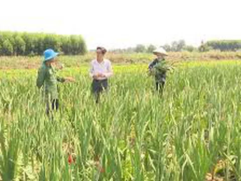 Hợp tác xã Tân Ba vượt khó đi lên