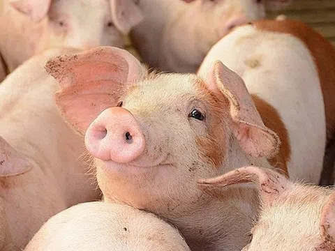 Thủ tướng yêu cầu đưa giá lợn hơi về mức 60.000 đồng/kg ngay trong tháng 5