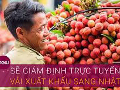 Trái vải xuất khẩu sang Nhật sẽ được giám định trực tuyến