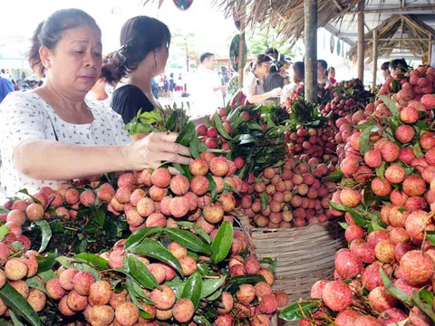 Vải thiều quay về với “sân nhà”