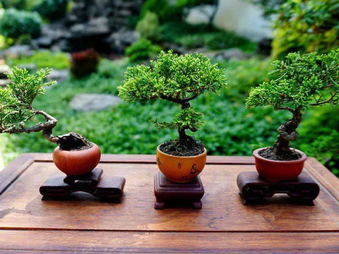 Kỹ thuật trồng cây Bonsai mini từ A đến Z