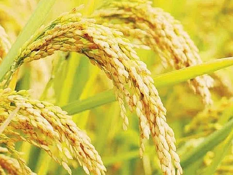 Giá lúa gạo hôm nay ngày 12/12: Duy trì mức ổn định