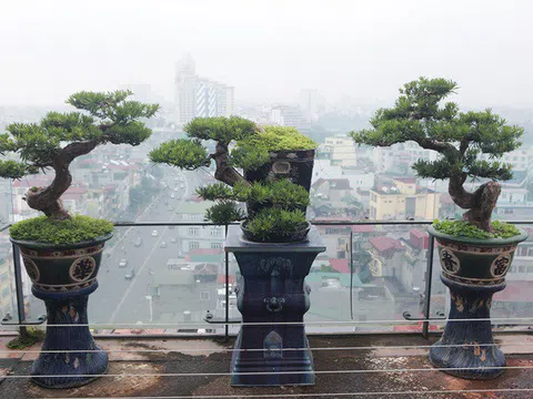 Mãn nhãn với vườn cây bonsai dáng quái giữa “lưng chừng trời” ở Hà Nội